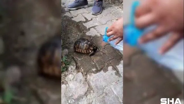 Ölmek üzere olan kaplumbağaya can suyu
