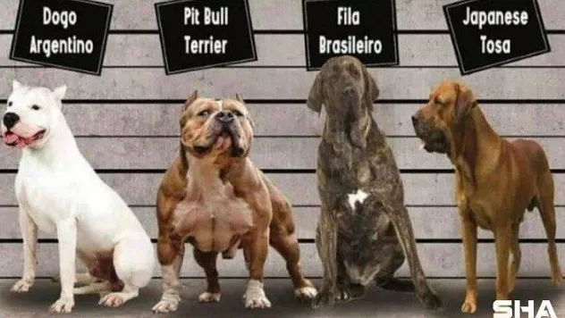 Irk köpek besleyenlere kısırlaştırma ve kayıt zorunluluğu