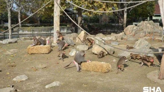Maymunlara pastalı yaş günü kutlaması