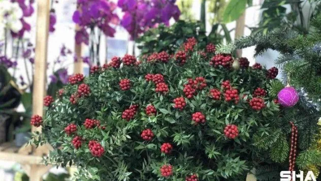 Kokina çiçekleri yılbaşına hazır