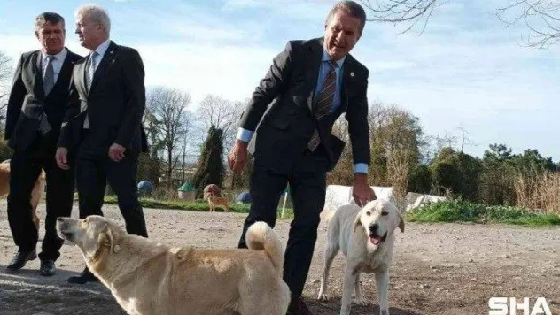 Mustafa Sarıgül: 'Sokak hayvanlarına sahip çıkalım, kısırlaştıralım yerinde yaşatalım'