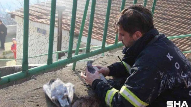 Yangında telef olan köpeklerinin çantasına sarılarak gözyaşlarına boğuldu