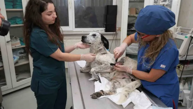 3D yazıcı ile üretilen protezler sokak hayvanlarına umut oluyor