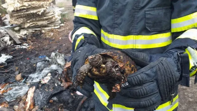 Alevlerin arasında kalan kaplumbağayı itfaiye kurtardı
