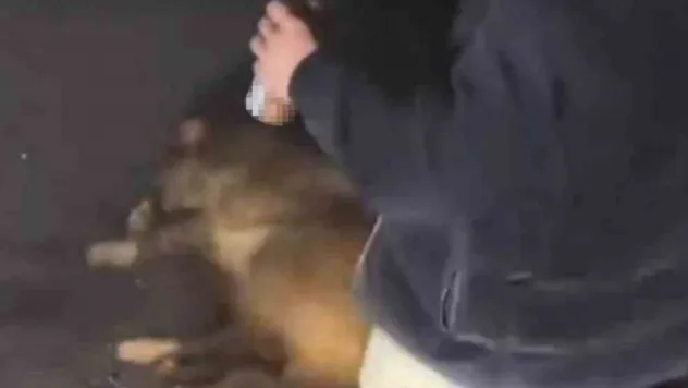 Alkollü şahıslar, cadde ortasında domuza eziyet edip o anları sosyal medyada paylaştı