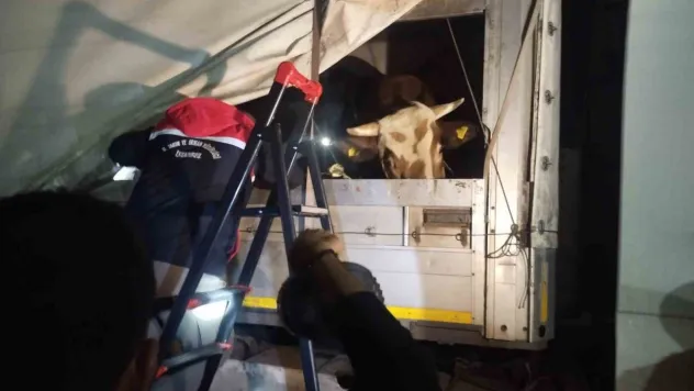 Anadolu'dan gelen kurbanlıklar İstanbul'a giriş yapmaya başladı