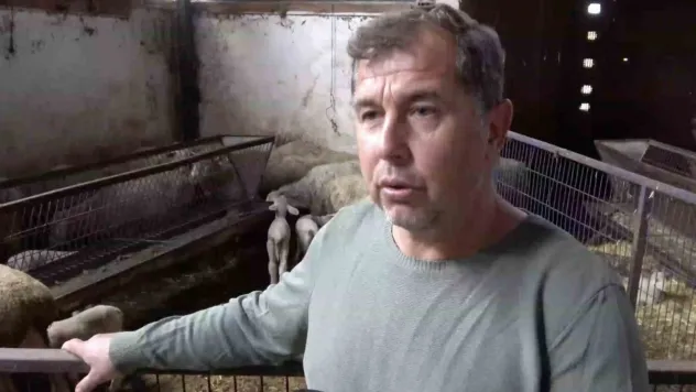 Annesi ve kardeşleri ölen kuzunun yürek burkan hikayesi