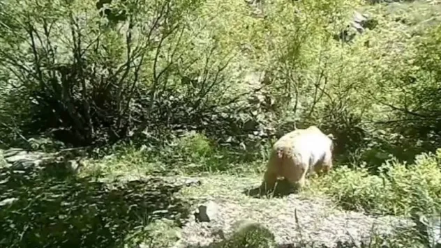 Ayıların yaşam alanları yakın takipte