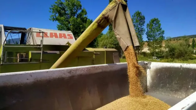 Belediye ait tarım arazilerinde buğday hasadı