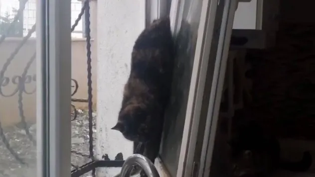 Beylikdüzü'nde itfaiyeden kedi kurtarma operasyonu