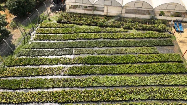Bilecik Belediyesi Sera Alanı'nda bitki üretimine devam ediyor