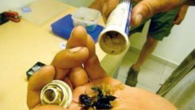 Böceklerin fiyatı iştah kabarttı