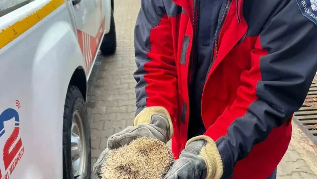 Burhaniye'de mazgala sıkışan kirpiyi itfaiye kurtardı