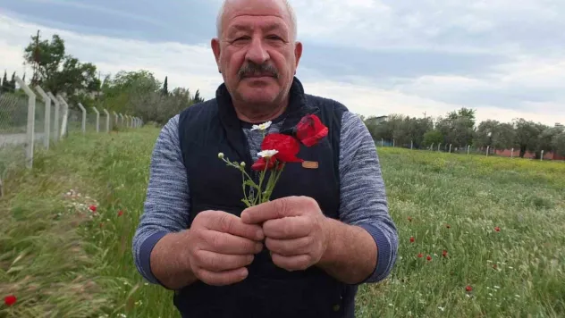 Burhaniye'de tarlalar gelincik açtı