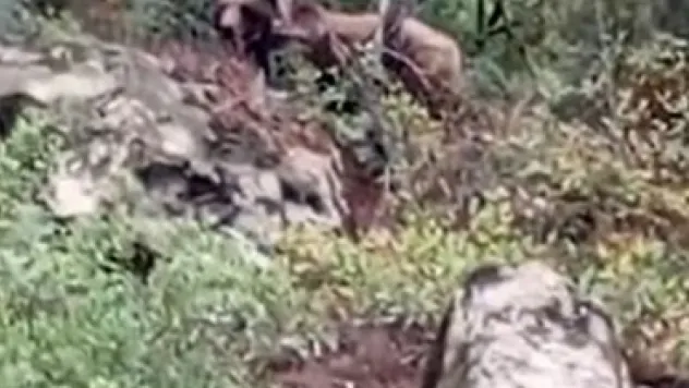 Bursa'da kaymakamlık uyardı: Dikkat ayı çıkabilir