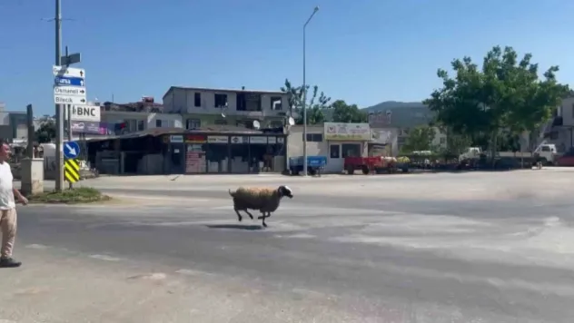 Bursa'da kurbanlık koç trafiği birbirine kattı