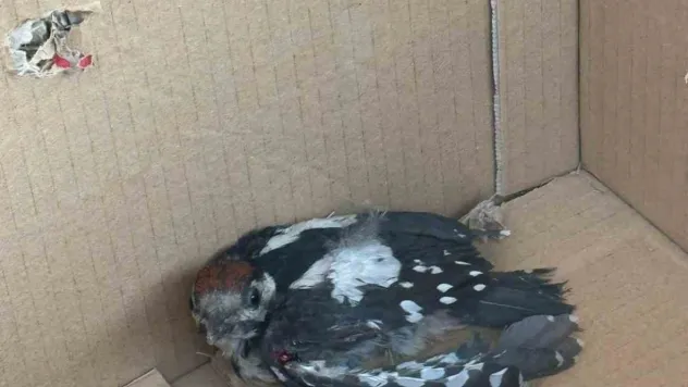 Bursa'da yaralı ağaçkakan tedavi altına alındı