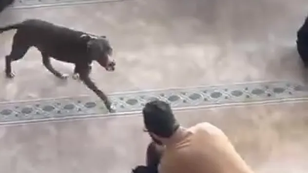 Camiye giren pitbull yakalandı, sahibine işlem yapıldı