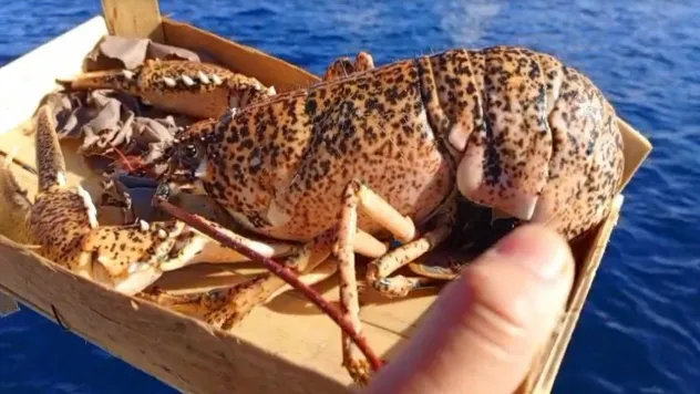 Çanakkale'de 525 kilo balığa el konuldu