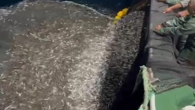 Çanakkale'de balıkçılardan örnek avcılık, yavru balıkları denize geri saldı