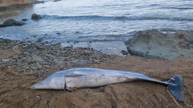 Çanakkale'de ölü yunus balığı sahile vurdu