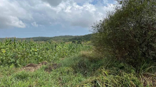 Çatalca'da domuz nöbetinde yanlışlıkla arkadaşını vurdu: 1 ölü