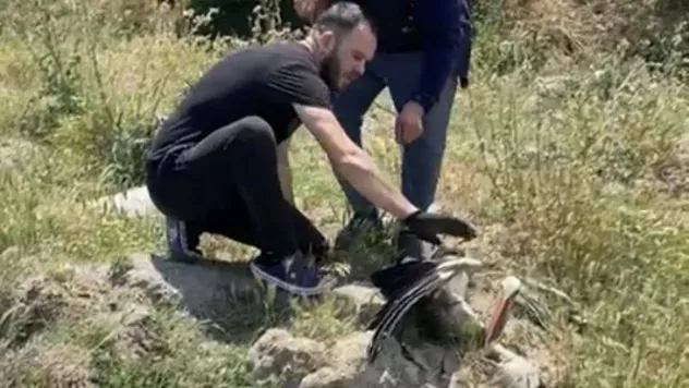 Çayırdere'de kanatları ipe dolanan leyleğin yardımına gençler koştu