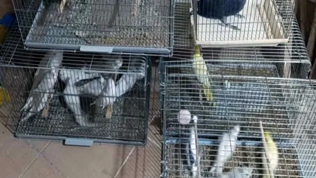 Çorlu'da Egzotik Kuş Operasyonu: Ceza yağdı