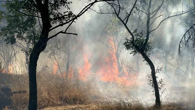 Çorlu'da ormanlık alanda korkutan yangın