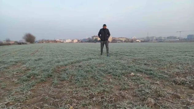 Edirne'de tarım arazileri buz tuttu