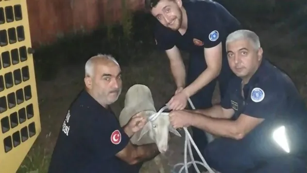 Foseptik çukuruna düşen koyunu itfaiye ekipleri kurtardı