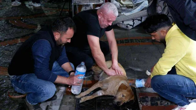 Gözyaşlarına hakim olamadılar: Köpeğin yaşaması için dakikalarca kalp masajı yaptılar