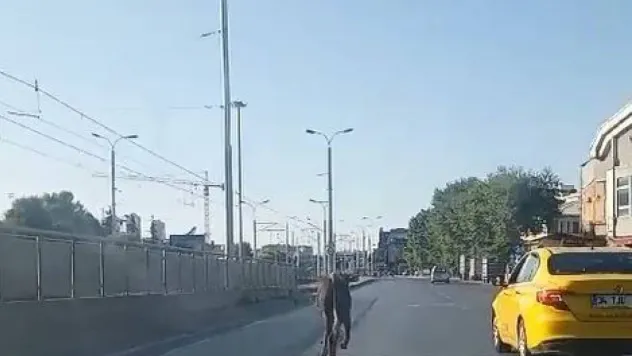 Güngören'de kaçan kurbanlık trafikte zor anlar yaşattı