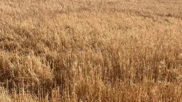 Hayrabolu'da dolu yağışı tarım arazilerine zarar verdi