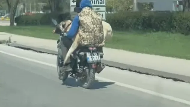 Hem kendi canlarını hem köpeği tehlikeye attılar