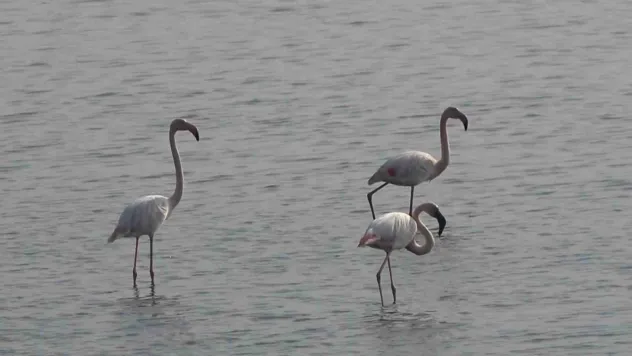 Hersek Lagünü'nde flamingo popülasyonu artıyor