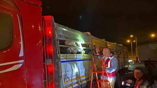 İstanbul'a kurbanlık hayvan girişleri başladı