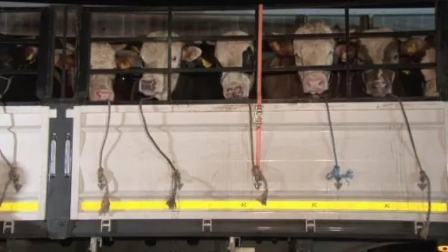 İstanbul'a kurbanlık hayvan girişleri başladı