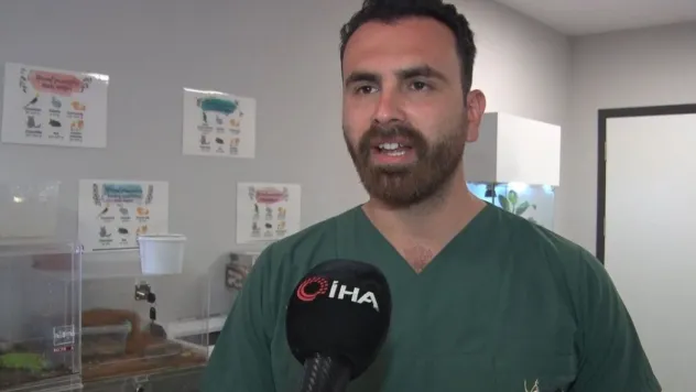 İstanbul'da aşırı meyveden rahatsızlanan 200 kiloluk ayı, tomografi cihazına sokuldu, tedavi edildi