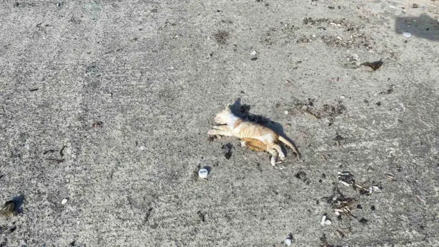 İstanbul'da bir çok kedi dev dalgalar arasında boğuldu