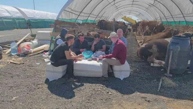 İstanbul'da kurbanlıklar pazara indi