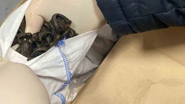 İstanbul Havalimanı'nda kaçak tıbbi sülük operasyonu