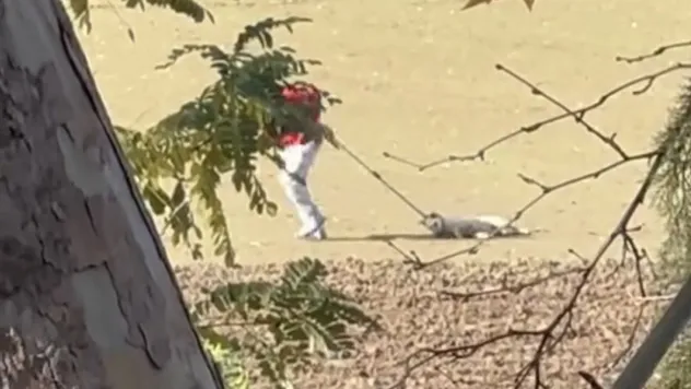 Köpek toplama görüntüleri tepki çekti