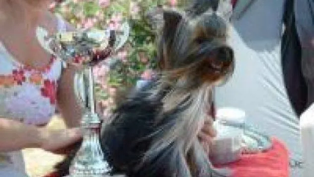 Köpek Irkları Yarışması Festivale Renk Kattı