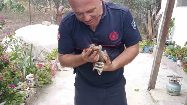Kuyuya düşen yavru kediyi itfaiyeciler kurtardı