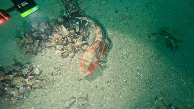 Marmara Denizi'nin ekolojik yapısı mercek altında