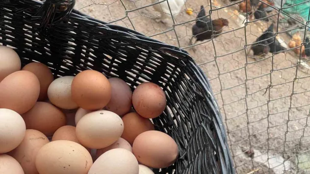 Okulların açılması yumurtayı 'Mayıs çukuru'ndan kurtaracak