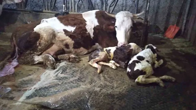 Ölü buzağıyla üzüldüler ikiz doğumla sevindiler