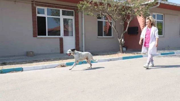 (Özel) Protez patili 'Benek' yürümeye başladı