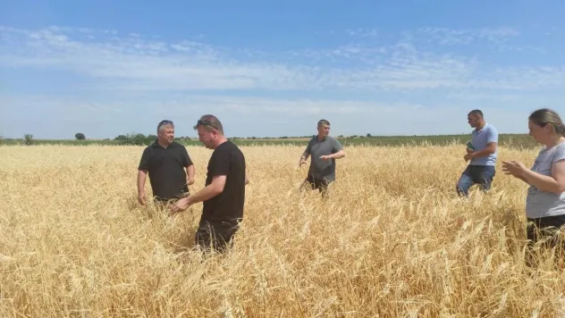 Sağanak yağış ve dolu tarım arazilerine zarar verdi